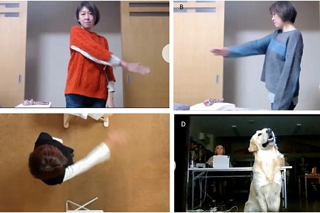 Собаки повторили действия владельцев по видеосвязи