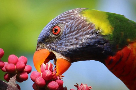 Лори: чем кормить