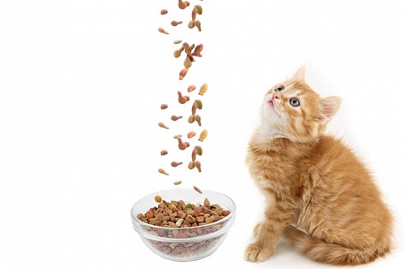 Какой корм выбрать для котенка?