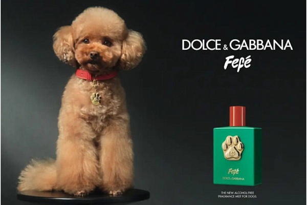 Dolce&Gabbana выпустит парфюм для собак 