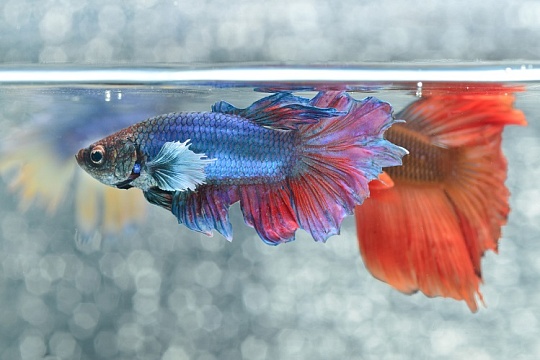 Какой корм для петушков выбрать