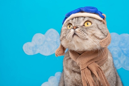 В Италии кот задержал рейс на два дня