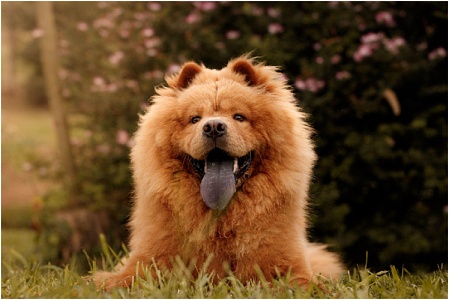 Какие собаки более подвержены тепловому удару: исследование