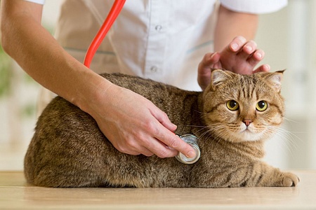 Сахарный диабет у кошек