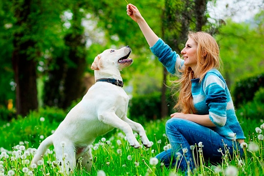 Какие команды должна знать каждая собака