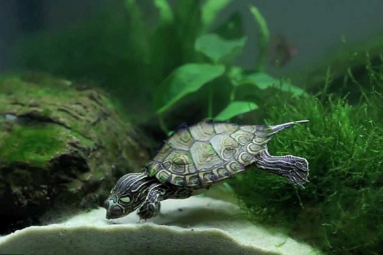 Как выбрать аквариум для черепахи