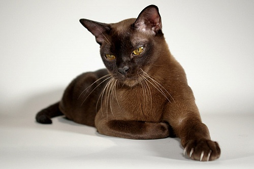 Бурманская кошка Бурманская кошка