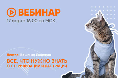 Все, что нужно знать о кастрации и стерилизации кошек