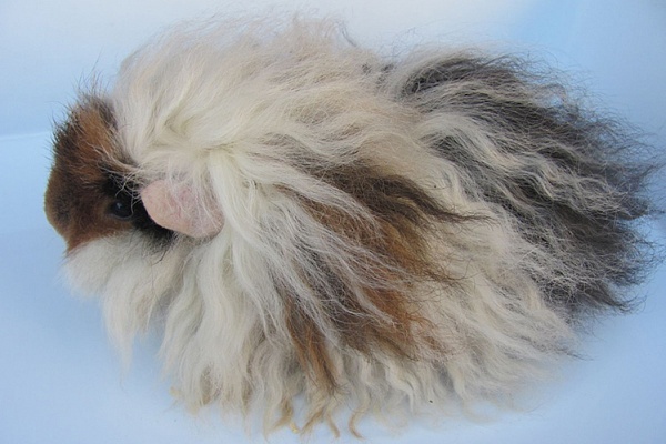 Морская свинка альпака