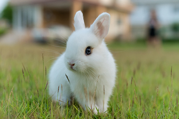 Короткошерстный карликовый кролик описание породы ...
