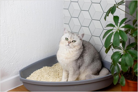 Как избавиться от запаха кошачьей мочи