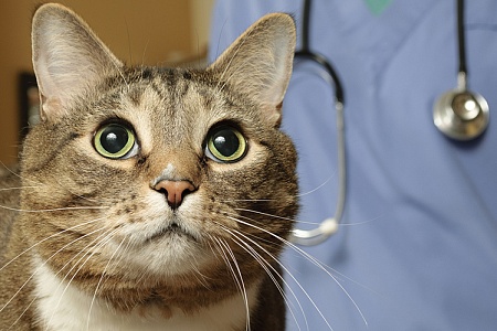 Болезни кошек: цистит