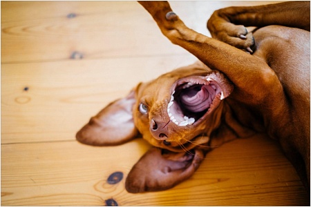 Сколько зубов у собаки?