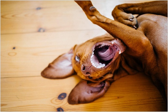 Сколько зубов у собаки?