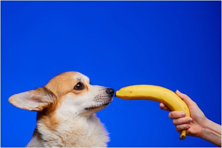 Можно ли собакам давать бананы