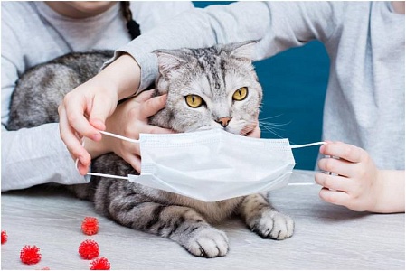 В России зарегистрировали новый препарат для лечения кишечного коронавируса кошек