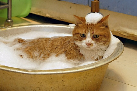 Уход за кошкой Уход за кошкой