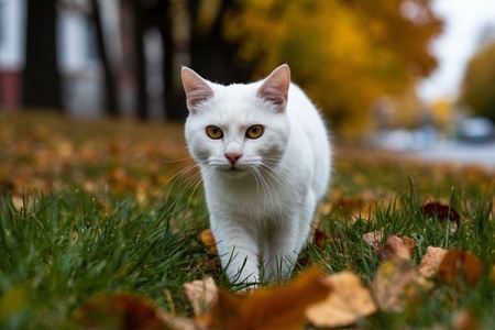 Осторожно, мыши! Чем грозит кошке осенняя охота на грызунов