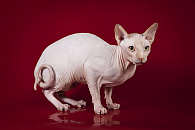 Донской сфинкс