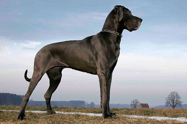 Немецкая Охотничья Собака Фото