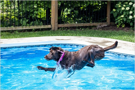 Гид для летних прогулок: учим собаку плавать с нуля