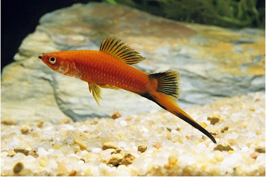 Меченосец Меченосец