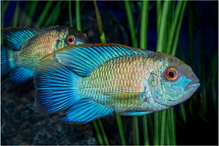 Акары: заботливые хищники