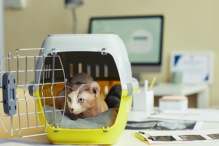 В ветеринарных клиниках может появиться услуга диспансеризации питомцев