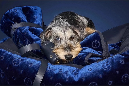 Giorgio Armani выпустил капсульную коллекцию для собак