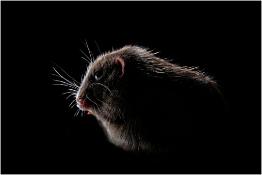 7 питомцев, которые не дадут вам спать по ночам 7 питомцев, которые не дадут вам спать по ночам