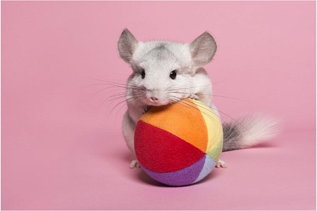 Тоннели, шары и орехи: интересные игрушки для шиншилл