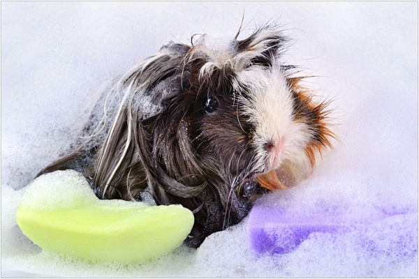 Купание морских свинок