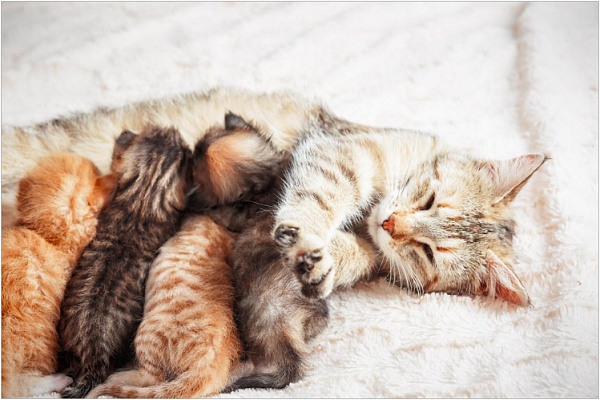 Сколько котят может родить кошка за один раз