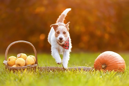 Институт развития городов Татарстана разработал национальный стандарт игровых и дрессировочных площадок для собак