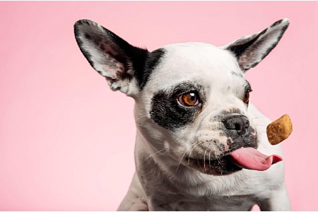 Производство кормов и добавок для питомцев в России резко выросло