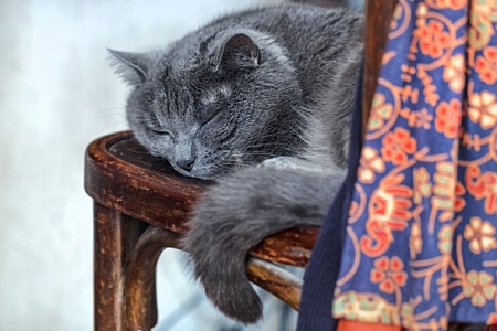 Кошки тоже могут страдать деменцией: 8 признаков болезни