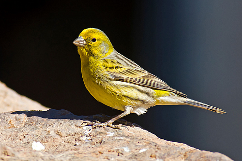 Канарейки расписные