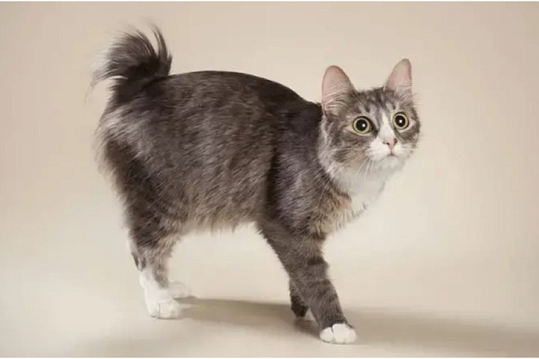 Карельский бобтейл