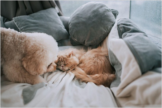 Региональный лимит: в России обсуждают нормы содержания домашних питомцев