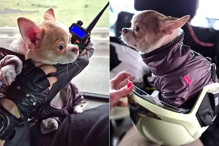 Чихуахуа вышел на работу в поисково-спасательный отряд «СпасРезерв»