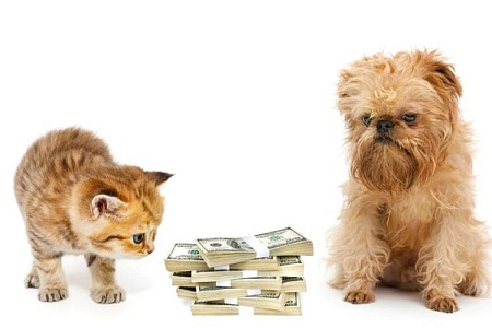 Владельцы собак тратят на своих питомцев больше, чем владельцы кошек: опрос