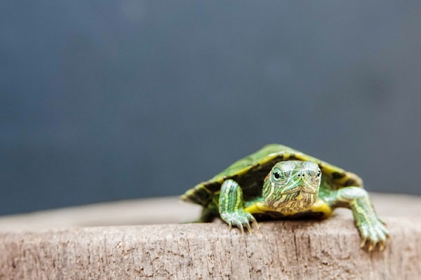 Отит у красноухой черепахи: лечение и уход в домашних условиях