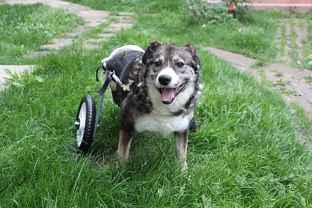 Мы помогаем тем, от кого отказались другие