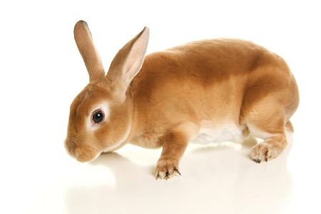 Кролик рекс: ушастый в королевской шубе