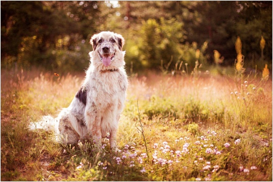 Метисы: заводить или не заводить? Метисы: заводить или не заводить?