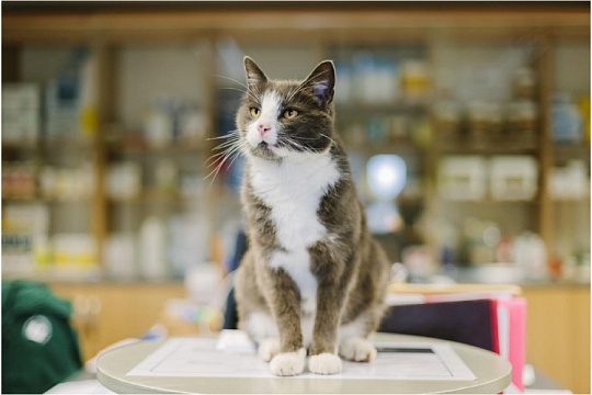 Переливание крови кошке: подготовка, процедура и последствия