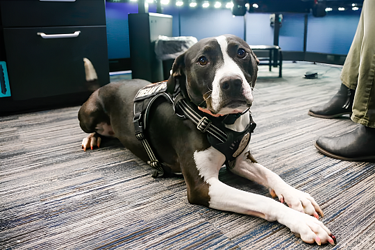 Новый сотрудник в 911: психологическая помощь для операторов колл-центра