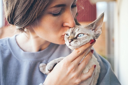 Правда ли, что кошки лечат