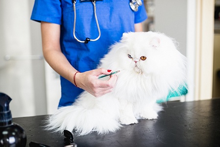 Прививки кошкам: какие, когда и точно ли они нужны