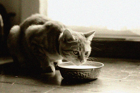 История домашних кошек в СССР